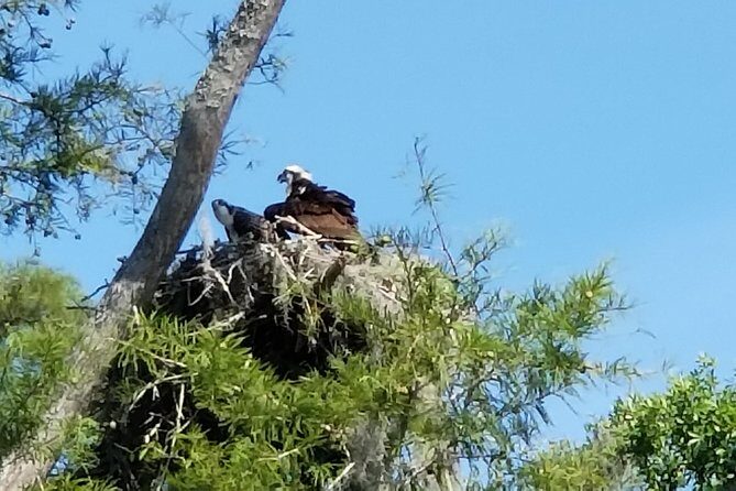 Waccamaw River Nature and Wildlife Tour - What to Expect from the Tour Itinerary