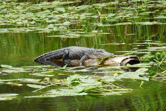 Waccamaw River Nature and Wildlife Tour - The Experience on the Boat
