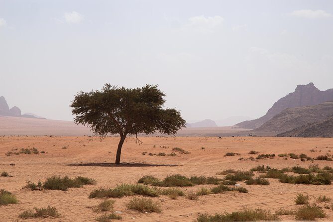 Wadi Rum: 4 Hour Highlights Tour - Who Will Love This Tour?