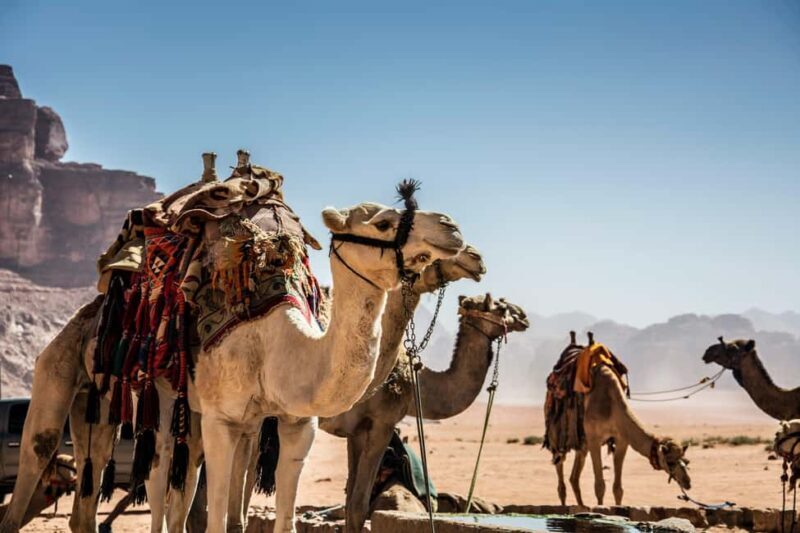 Wadi Rum: Camel Ride with tea and Bedouin Guide - Experience Overview and Itinerary Breakdown