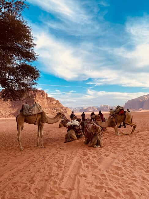 Wadi Rum: camel ride with traditional tea tasting - An In-Depth Look at the Wadi Rum Camel Ride and Tea Tasting Experience