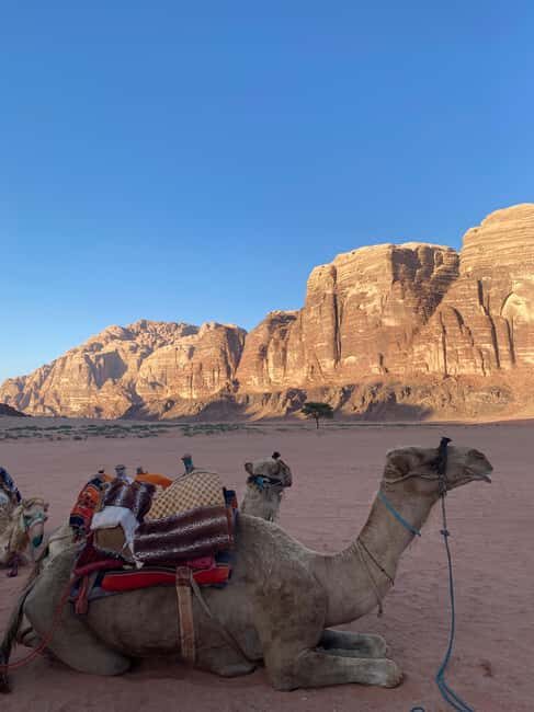 Wadi Rum: camel ride with traditional tea tasting - FAQ