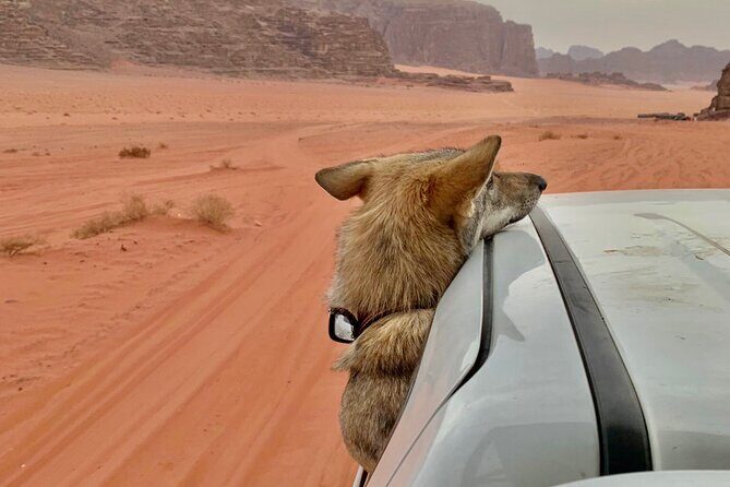 Wadi Rum Cave Camping with Jeep Tour - The Sum Up: Who Should Consider This Tour?