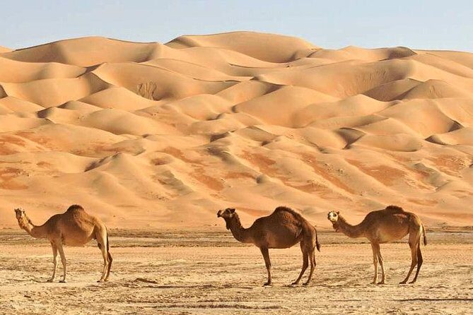 Wahiba Sands and Desert Safari from Muscat - The Sum Up