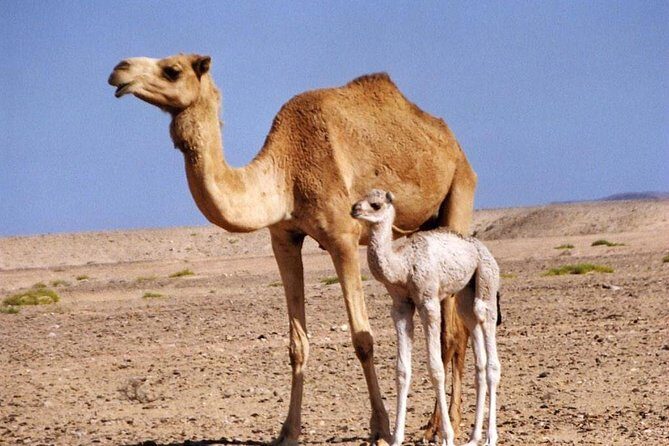 Wahiba Sands&Wadi Bani Khalid desert Safari(Muscat tours) - Does It Offer Good Value?