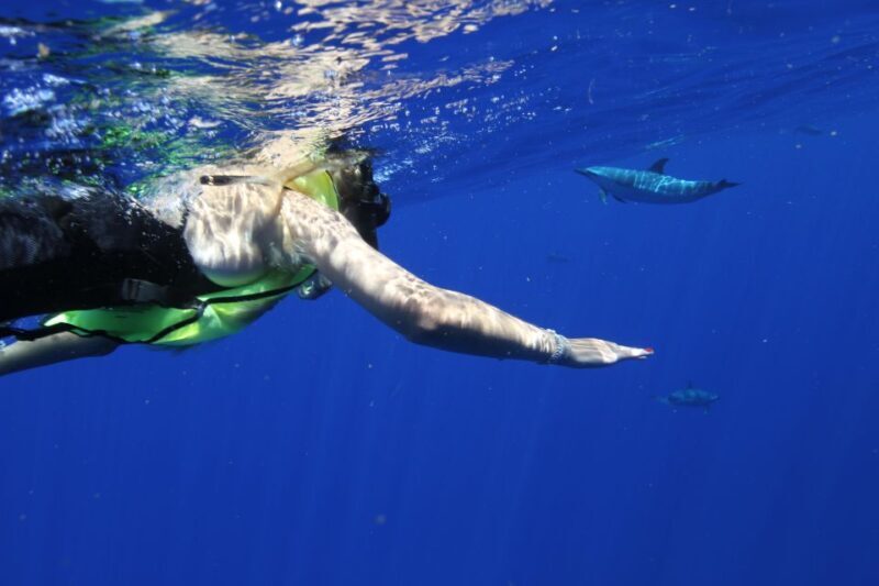 Waianae, Oahu: Swim with Dolphins (Semi-Private Boat Tour) - Key Points