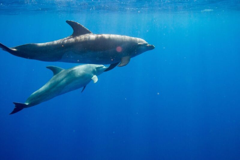 Waianae, Oahu: Swim with Dolphins (Semi-Private Boat Tour) - Introduction: An Authentic Hawaiian Marine Adventure