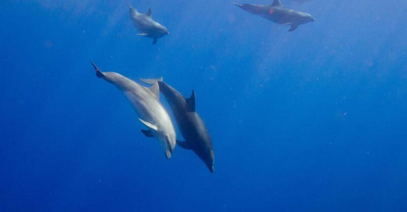 Waianae, Oahu: Swim with Dolphins (Semi-Private Boat Tour) - Practical Tips for Your Trip