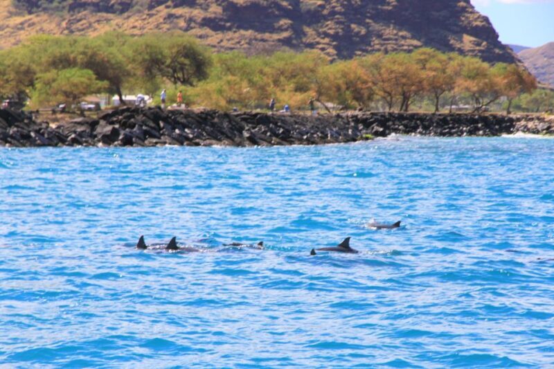 Waianae, Oahu: Swim with Dolphins (Semi-Private Boat Tour) - Who Should Consider This Tour?