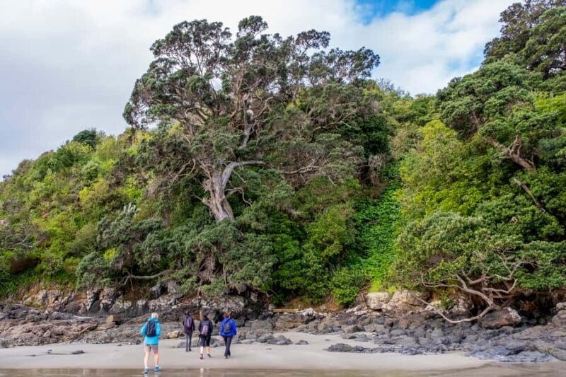 Waiheke Island: Forest and Beach Premium Guided Walk - Practical Details and Tips
