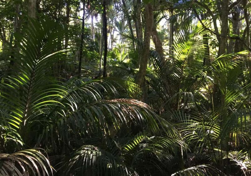 Waiheke Island: Forest and Beach Premium Guided Walk - What’s the Value?