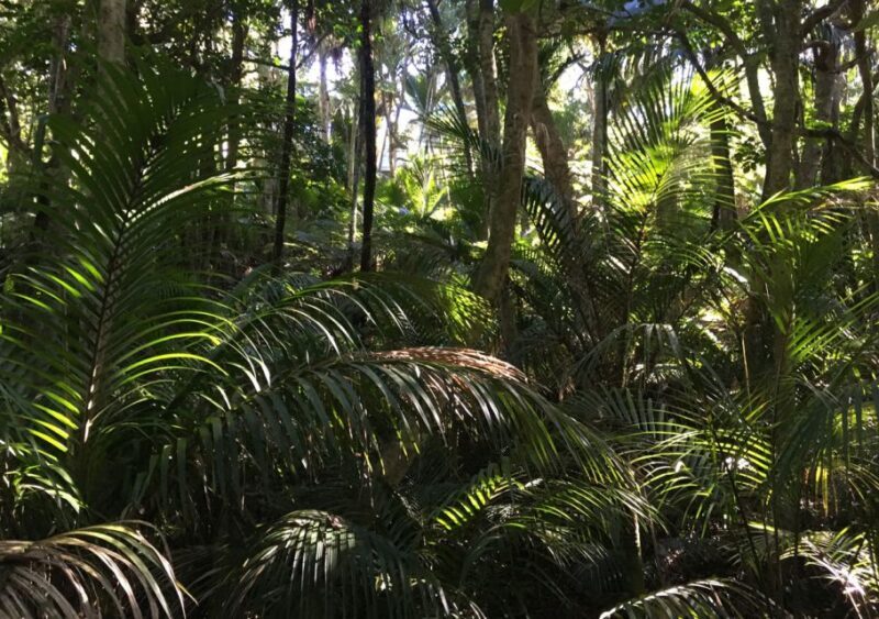 Waiheke Island: Forest and Beach Premium Guided Walk - Who Is This Tour Best For?