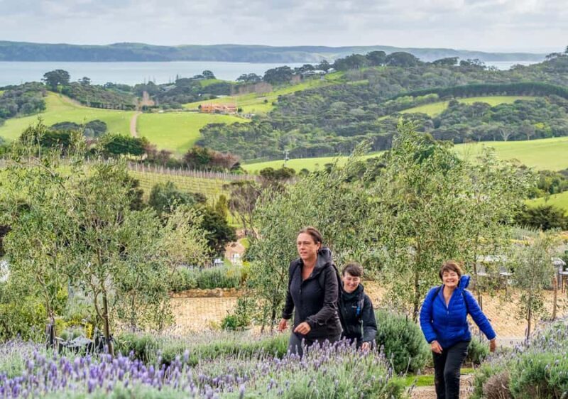 Waiheke Island: Full Day Guided History and Heritage Tour - The Sum Up