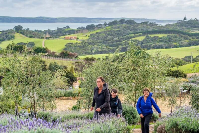 Waiheke Island: Premium Vineyard, Wine Tasting and Bush Walk - Key Points