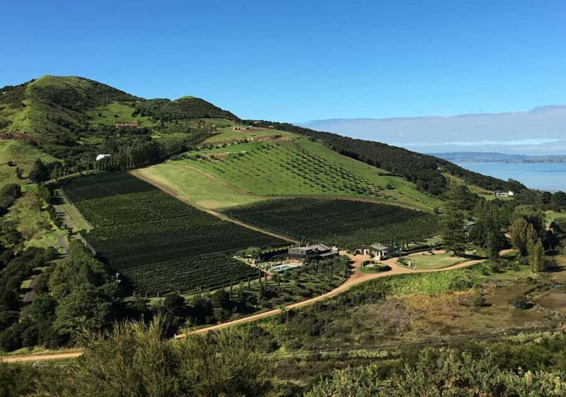 Waiheke Island: Premium Vineyard, Wine Tasting and Bush Walk - Who Will Love This Tour?