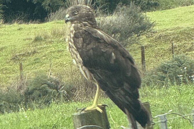 Waiheke Island Private Birding Tour - An In-Depth Look at the Waiheke Island Birding Tour