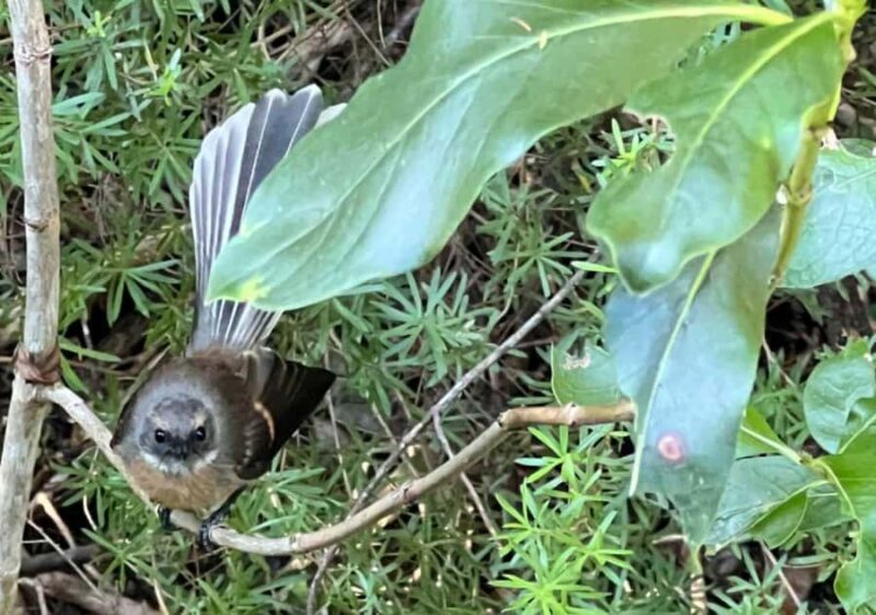 Waiheke Island: Private Birding Tour | Terra & Tide - An In-Depth Look at the Waiheke Island Birding Tour