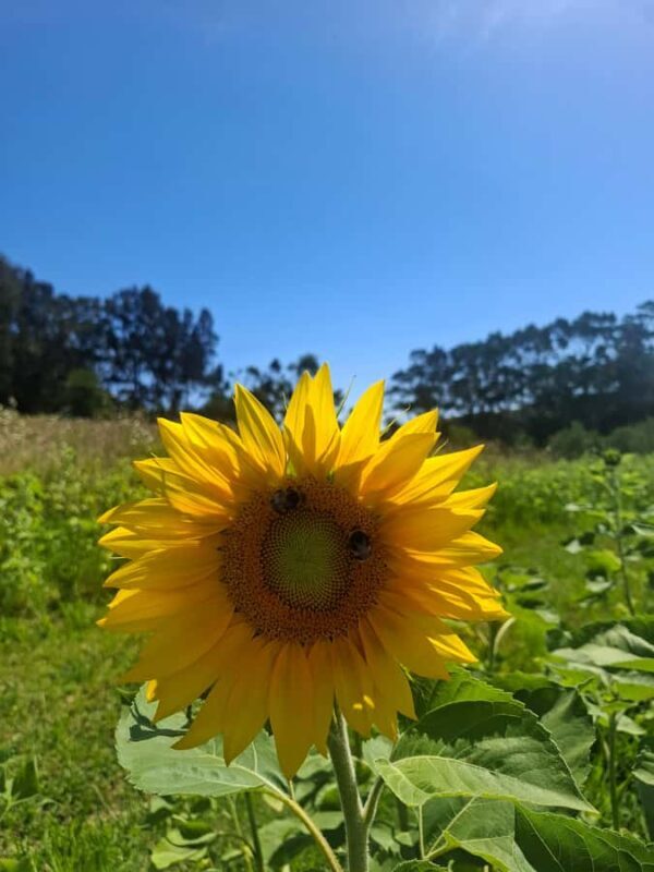 Waiheke Island: Sip and Savor 3 Vineyards Tour with Lunch - What Makes This Tour Stand Out?