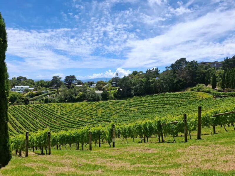 Waiheke Island: Sip and Savor 3 Vineyards Tour with Lunch - The Sum Up
