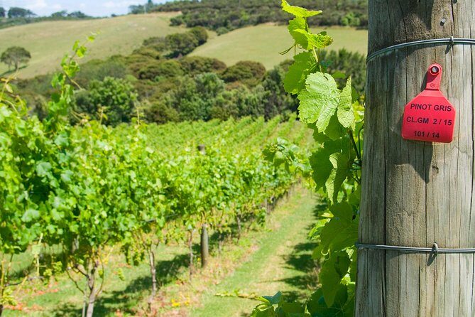 Waiheke island Wine Tours - PREMIUM wine tasting MAX 11 clients ! - Who Will Love This Tour?