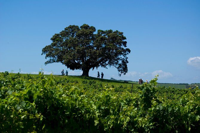 Waiheke island Wine Tours - PREMIUM wine tasting MAX 11 clients ! - FAQ