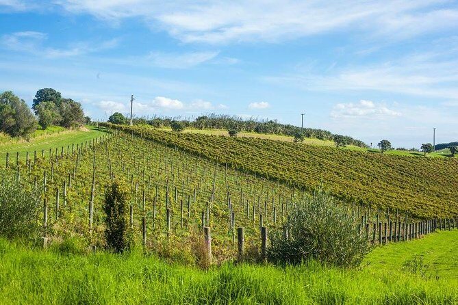 Waiheke island wine tours with Waitiki Tours - FAQs