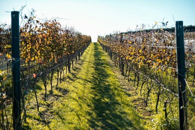 Waiheke Luxury 9 Hour Tour Tailored to You - Final Thoughts