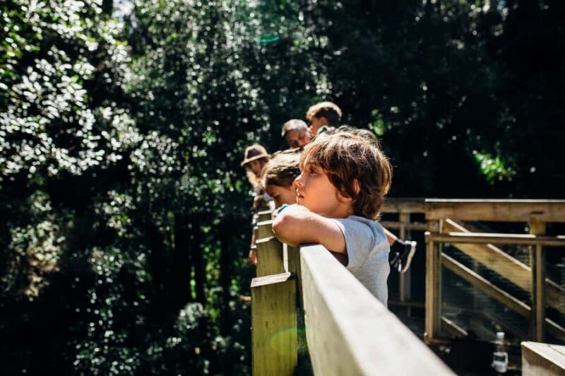 Waikato: Ancient Forest Guided Tour - The Experience in Detail