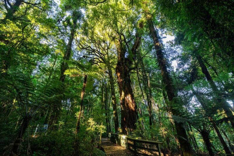 Waikato: Ancient Forest Guided Tour - Who Will Love This Tour?