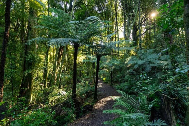 Waikato: Ancient Forest Guided Tour - The Sum Up