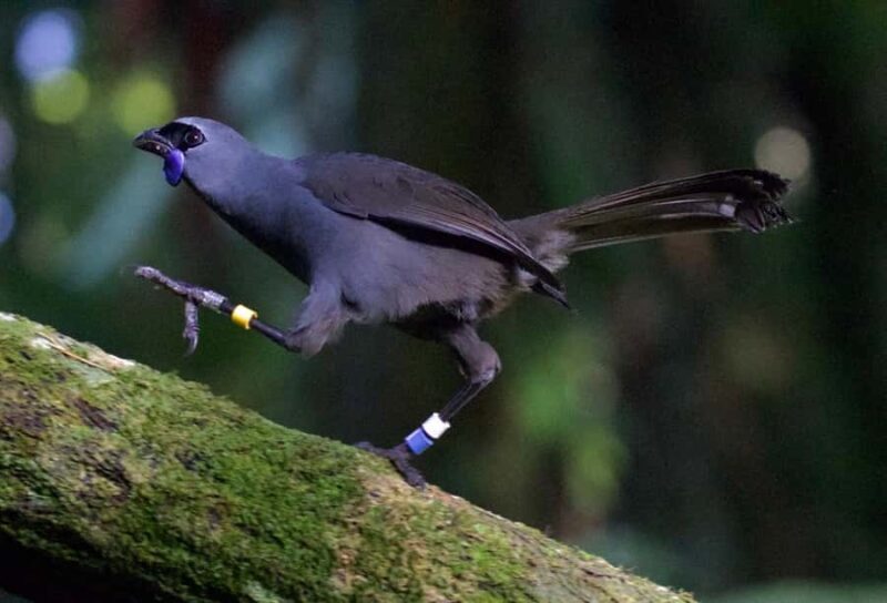 Waikato: Ancient Forest Guided Tour - FAQ