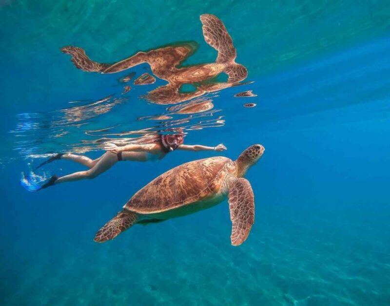 Waikiki: 5-in-1 Turtle Snorkeling Trip with Transfer - Final Thoughts