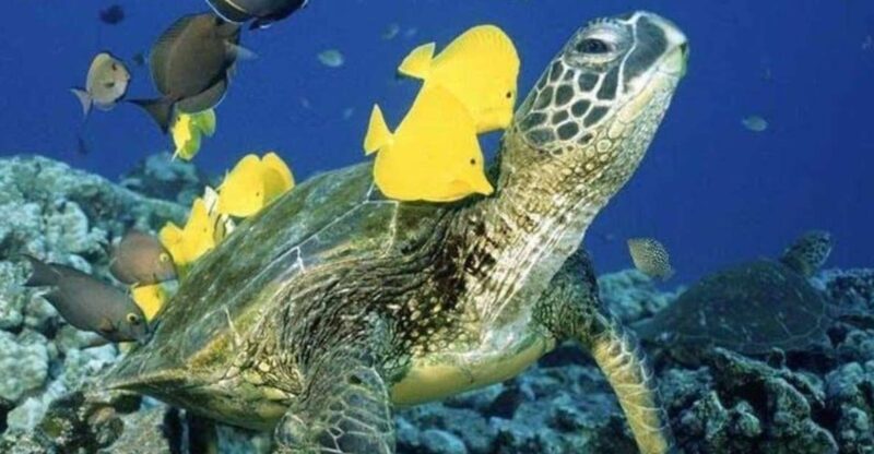 Waikiki Beach: Turtle Snorkeling and Sailing on Hwea - An Overview of the Experience