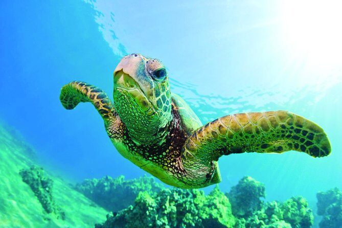Waikiki Catamaran Adventure: Snorkel with Sea Turtles - Who Will Love This Tour?