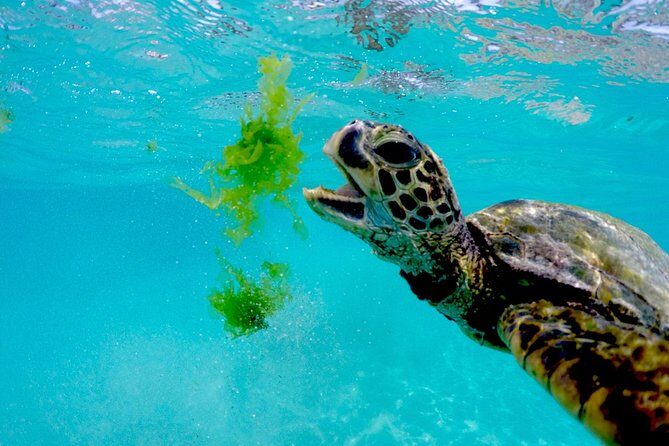 Waikiki Catamaran Adventure: Snorkel with Sea Turtles - FAQs