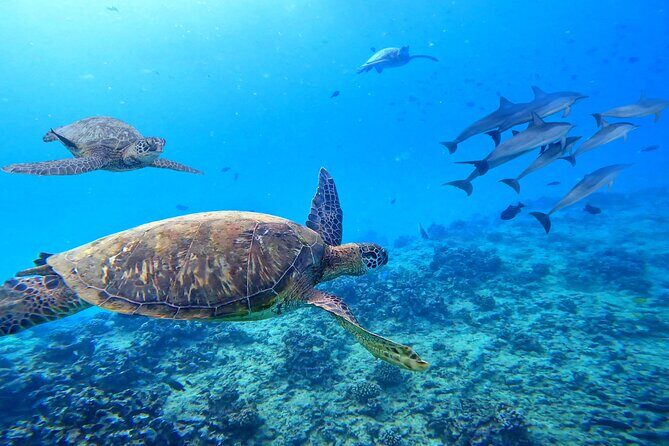 Waikiki Catamaran Escape: Snorkel with Turtles & Water Sports Fun - FAQ
