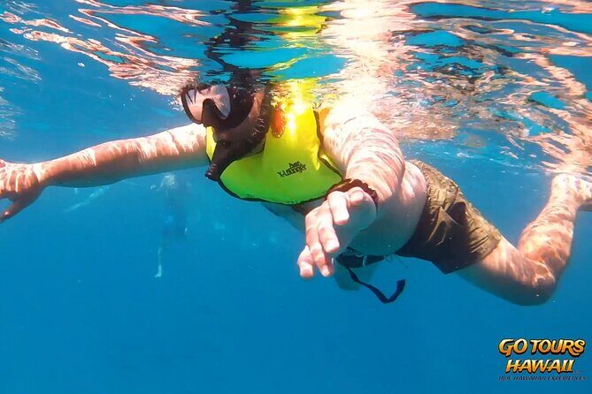 Waikiki Green Sea Turtle Snorkeling Tour - Boat Excursion - Frequently Asked Questions