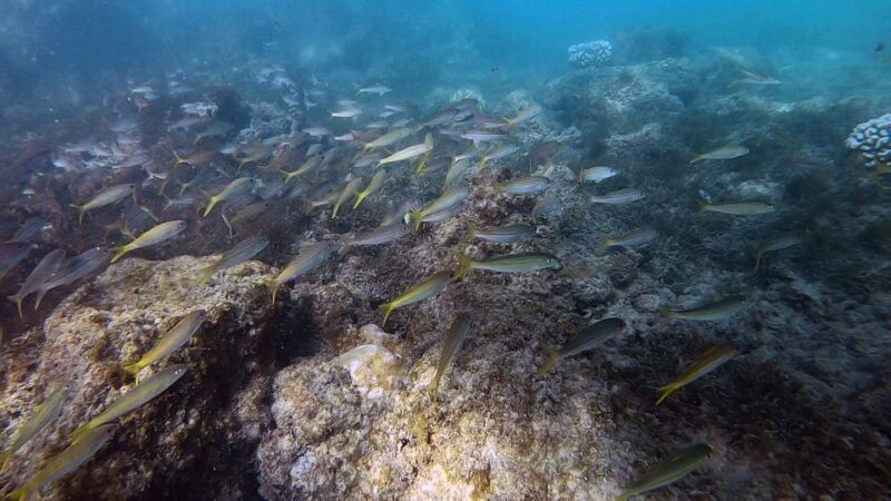 Waikiki: Honolulu Beginner Scuba Diving with Videos - Who Should Sign Up?
