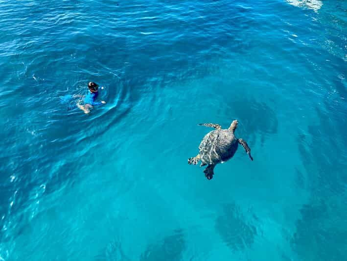 Waikiki: Sea Turtle Snorkeling, Small Group Boat Tour - An Overview of the Experience
