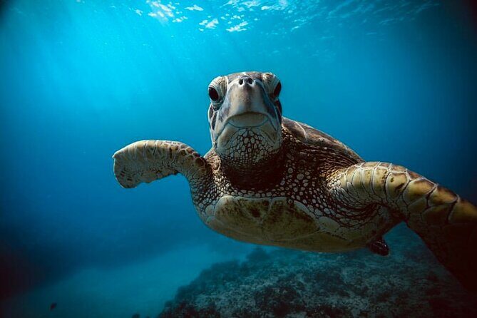 Waikiki small group turtle snorkeling & sailing - Starting Point: Alawai Boat Harbor