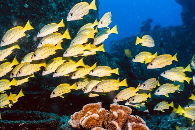 Waikiki small group turtle snorkeling & sailing - Reaching Turtle Canyon: A Marine Wonderland