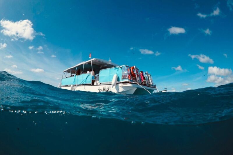 Waikiki: Snorkel Tour with Hawaiian Green Sea Turtles - The Experience at a Glance: What You Can Expect