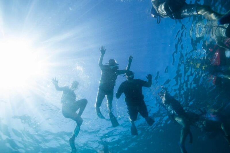 Waikiki: Snorkel Tour with Hawaiian Green Sea Turtles - The Value of This Tour: What You’re Getting for $85