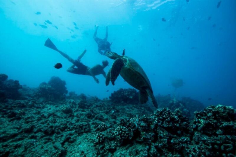 Waikiki: Snorkel Tour with Hawaiian Green Sea Turtles - Who Will Love This Experience?