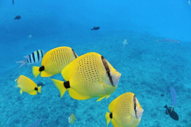 Waikiki Turtle Canyon Snorkeling with Hula Show - Who Will Love This Tour?