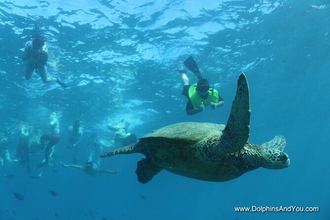 Waikiki Turtle Canyon Snorkeling with Hula Show - Deep Dive into the Experience