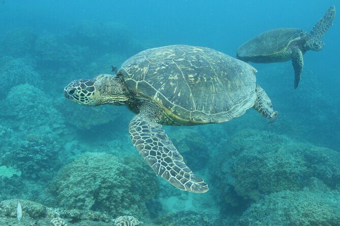 Waikiki Turtle Canyon Snorkeling with Hula Show - FAQ