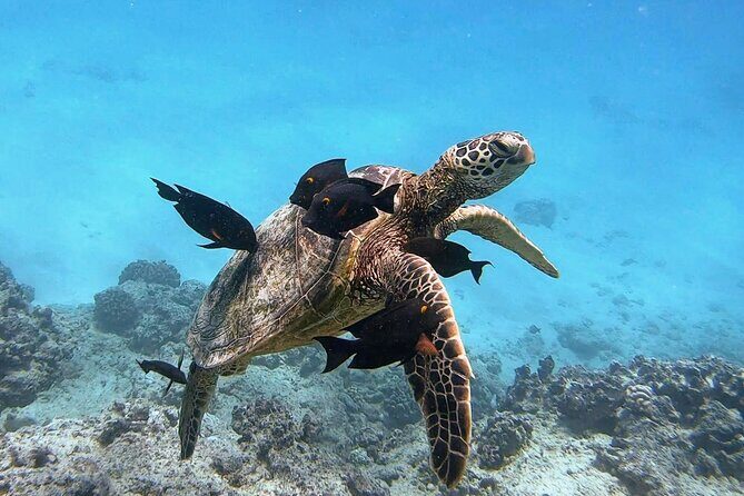 Waikiki Turtle Snorkeling Tour - What Makes This Tour Stand Out?