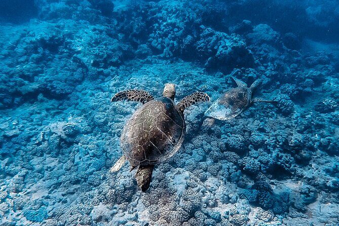 Waikiki Turtle Snorkeling Tour - The Value of the Experience