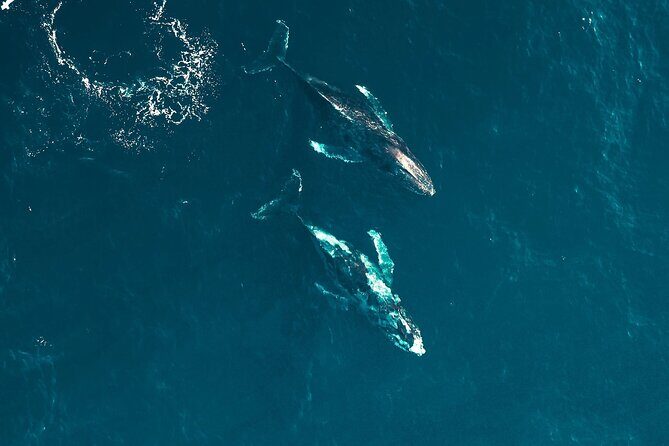 Waikiki Whale Watching Cruise - A Detailed Look at the Waikiki Whale Watching Experience